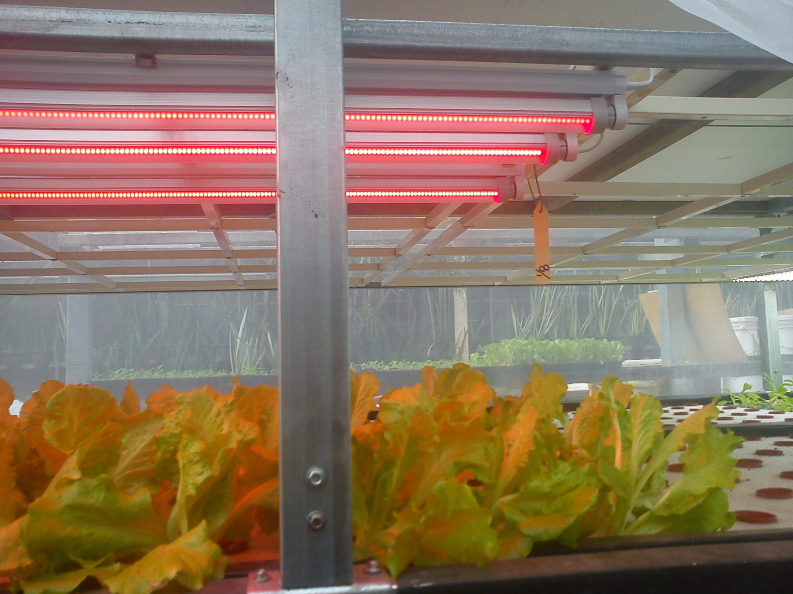 有营养的LED灯 植物生长周期缩短一半