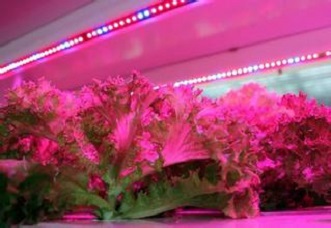 中国LED植物照明产业化之路还有多远?