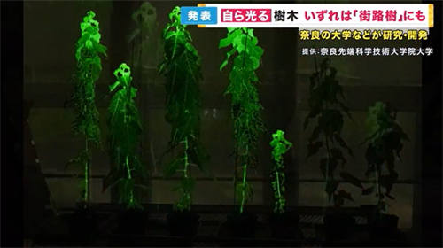 日本学者研发出自身发光植物 拟用于室内及人行道照明